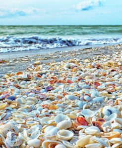 Sanibel Island - Seashells